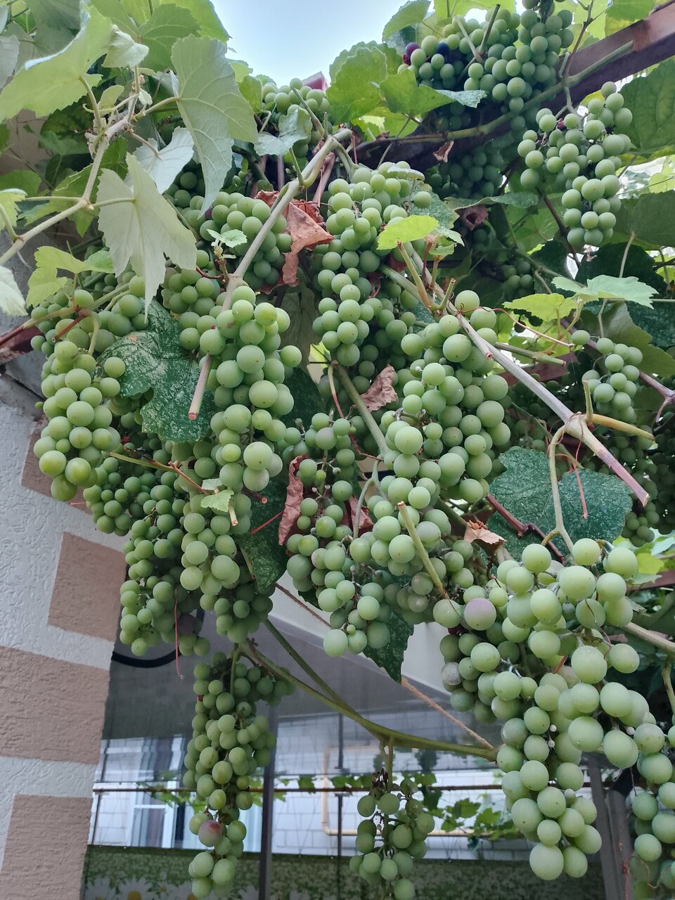 Гостиница Ника Анапа-42