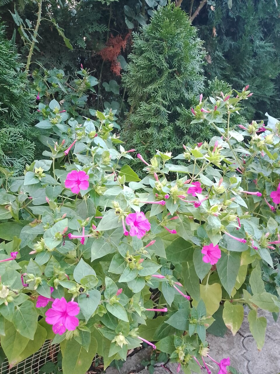 Гостиница Ника Анапа-41